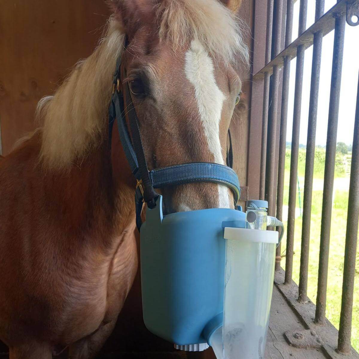 equine nebuliser